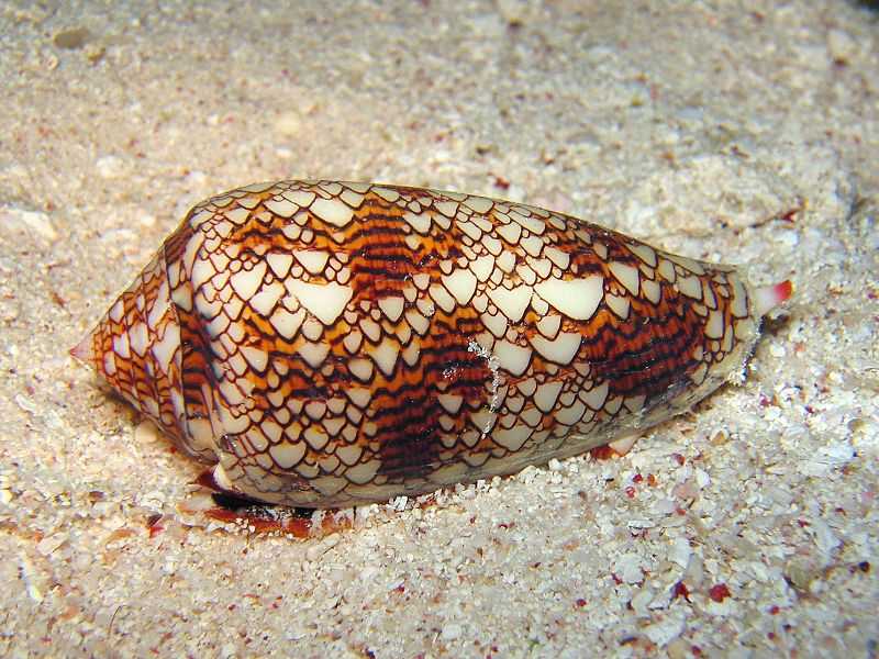 Figure 7.18: A textile cone snail (Conus textile), Cod Hole, Great Barrier Reef, Australia (photo by Richard Ling)