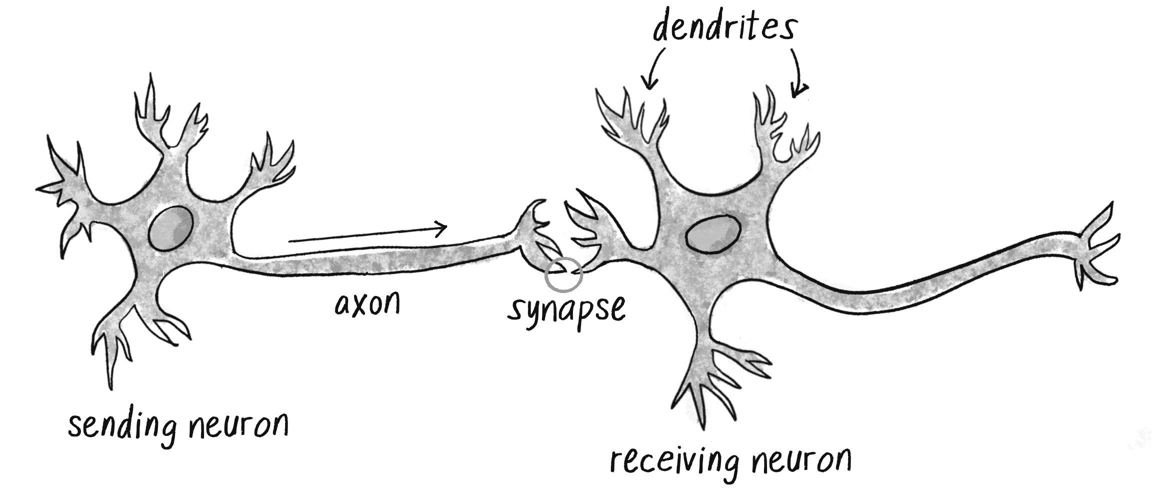 Figure 10.1: A neuron with dendrites and an axon connected to another neuron