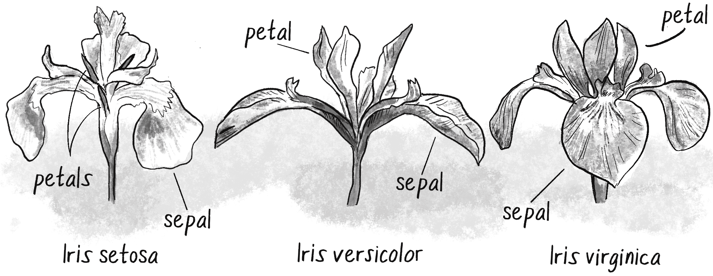 Figure 10.17: Three distinct species of iris flowers